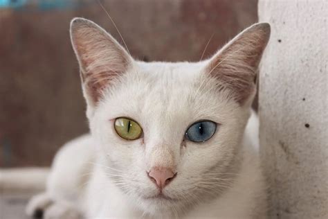 chat asiatique|13 races de chats asiatiques présentés avec photos